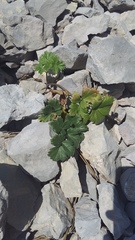 Heracleum ligusticifolium