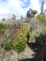 Phlegmariurus saururus