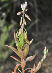 Polygala monspeliaca