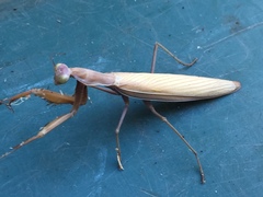 Mantis religiosa