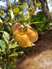 Exobasidium ferrugineae