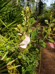 Exobasidium ferrugineae