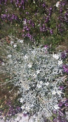 Cerastium biebersteinii