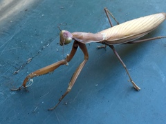 Mantis religiosa