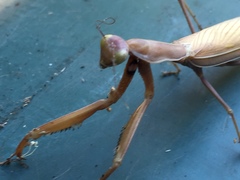 Mantis religiosa