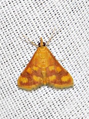 Pyrausta phoenicealis