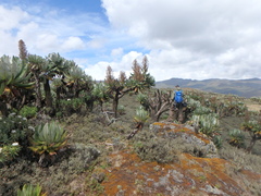 Dendrosenecio elgonensis