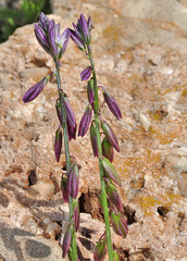 Polygala monspeliaca