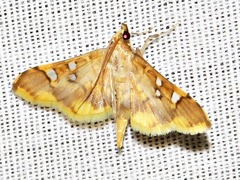 Prophantis smaragdina