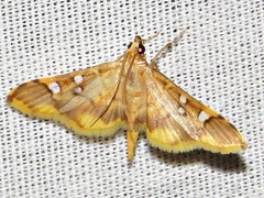 Prophantis smaragdina