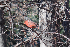 Cardinalis cardinalis