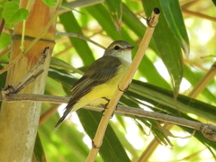 Microeca flavigaster