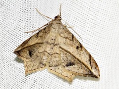 Chiasmia simplicilinea