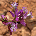 Polygala boissieri - Photo (c) faluke, some rights reserved (CC BY-NC), uploaded by faluke