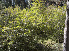 Alnus incana tenuifolia
