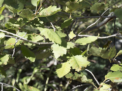 Alnus incana tenuifolia