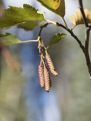 Alnus incana tenuifolia