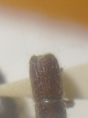 Ips acuminatus