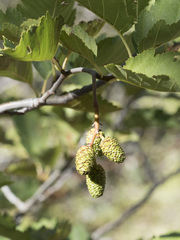 Alnus incana tenuifolia