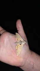 Pseudoclanis postica