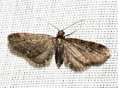 Eupithecia infelix