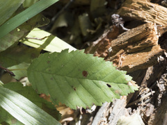 Alnus incana tenuifolia