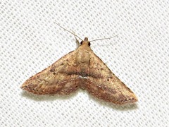 Cerynea thermesialis