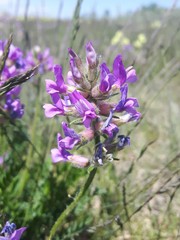 Oxytropis borealis