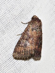Condica capensis