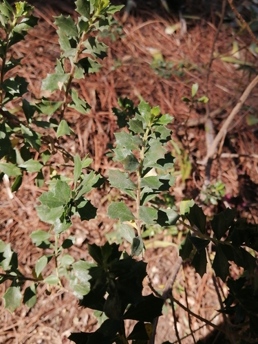 Image of Baccharis conferta by (c) Erick Vélez Sánchez, some rights reserved (CC BY)