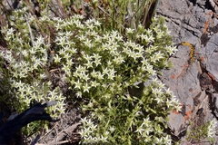 Sabulina nuttallii fragilis