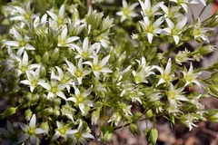 Sabulina nuttallii fragilis