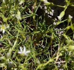 Sabulina nuttallii fragilis