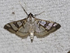 Glyphodes apiospila