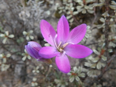 Hesperantha petitiana