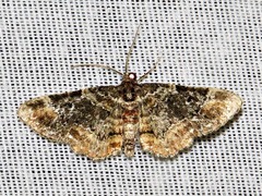 Melanthia ustiplaga