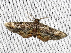 Melanthia ustiplaga