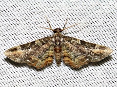 Melanthia ustiplaga