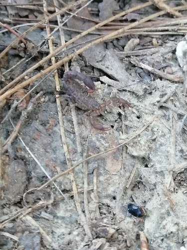 Vaejovis smithi
