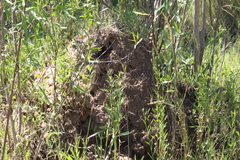 Camponotus punctulatus