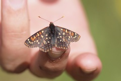 Euphydryas anicia brucei