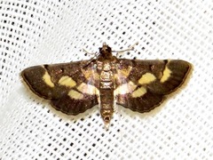 Syngamia