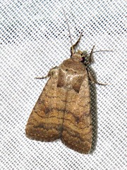 Caradrina tenebrata