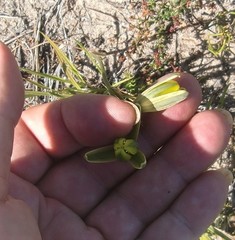 Albuca juncifolia