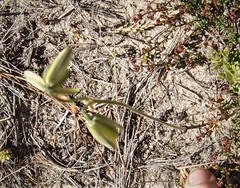 Albuca juncifolia