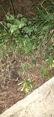 Oxalis pes-caprae