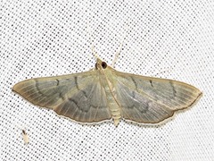 Poliobotys ablactalis