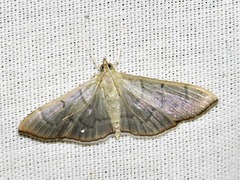 Poliobotys ablactalis