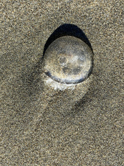 Polyorchis penicillatus