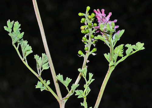 Bracted Ramping-fumitory (Fumaria bracteosa)